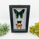 3 Butterflies in Black Frame (various colors)