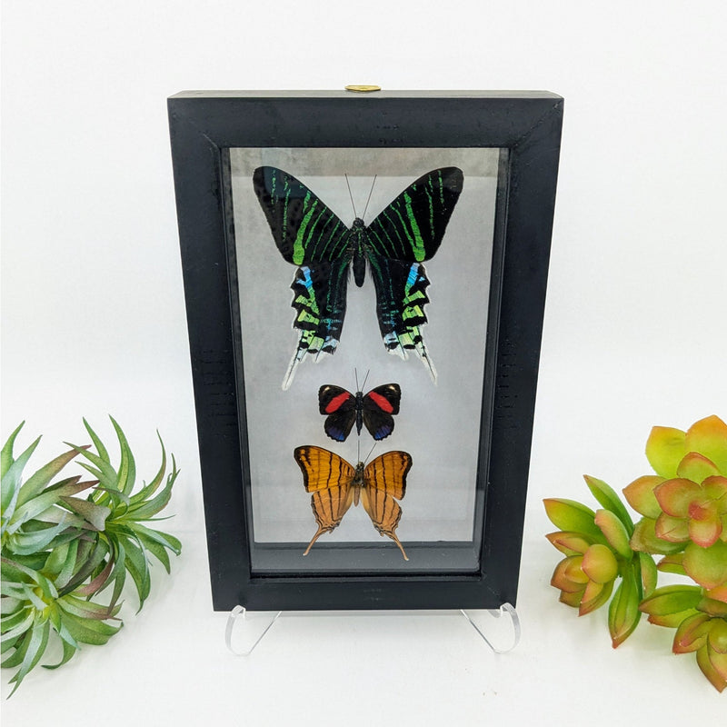 3 Butterflies in Black Frame (various colors)