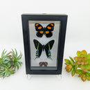 3 Butterflies in Black Frame (various colors)