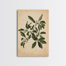 Mistletoe Canvas Print - Framed Canvas - Minimalist Christmas Art - Boho Christmas Art - Rustic Christmas Art