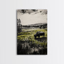Grazing Bison, Wildlife Art, Rustic Home Decor, Nature Inspired, Western Landscape, Monochrome Art, Cabin Wall Art, Framed Canvas Print