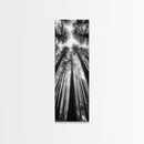 Redwood Forest, Sunlight Trees, Nature Canopy, Canvas Print, Serene Woodland Art, Cabin Wall Decor, Black and White Forest Art, Bedroom Wall Art