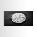 Sand Dollar, Beach Detail, Minimalist Sea, Calm Nature, Framed Canvas Print, Bathroom Wall Art, Coastal Boho Decor, Ocean Zen Style