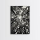 Tree Canopy, Forest Light, Upward View, Canvas Print, Woodland Wall Art, Living Room Decor, Nature Perspective Photography