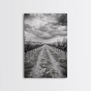 Vineyard Rows, Cloudy Skies, Countryside Path, Canvas Print, Farmhouse Wall Art, Kitchen or Dining Decor, Rustic Landscape Photo