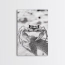 Sand Crab, Beach Macro, Ocean Critter Art, Framed Canvas Print, Coastal Bathroom Decor, Beach House Wall Art, Nature Close-Up