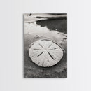 Sand Dollar, Coastal Shore, Ocean Shell Print, Canvas Print, Beachcomber Wall Art, Seaside Bathroom Decor, Nautical Nature Photography