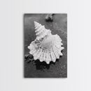 Spiral Shell, Beach Texture, Nature Closeup, Sea Whisper Framed Canvas Print, minimalist beach wall art, boho coastal kitchen decor