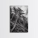 Windy Pines, Forest Landscape, Nature Photography, Framed Canvas Print, Rustic Wall Art, Cabin Decor, Minimalist Art, Fall Home Style