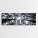 Redwood Trees, Forest Canopy, Looking Upward, Canvas Print, Black and White Nature Art, Meditation Room Decor, Minimalist Wall Art