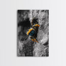 Fuzzy Bee Closeup, Insect Macro, Nature Texture, Framed Canvas Print, Wildlife Wall Art, Entomology Decor, Nature Photography