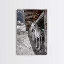 White Horse, Western Ranch, Rustic Stable, Cowboy Framed Canvas Print, Farmhouse Wall Art, Country Living Room Decor, Black White Art
