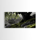 Mossy Oak Tree, oak tree art, nature wall art, rustic art, botanical prints, green wall art, extra wide art, Framed Canvas Print
