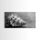 Sea Shell, Wabi Sabi Art, Coastal Decor, Minimalist Art, Nautical Wall Art, Moody Art, Extra Wide Art, Framed Canvas Print