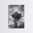 Bald Eagle, bird art, nature photography, moody art, rustic decor, patriotic wall art, black and white, framed canvas print, wildlife art