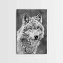 Wolf Portrait in Black and White Photography - Framed Canvas Print, Wildlife Photography, Rustic Wolf Art for Home Wall Decor