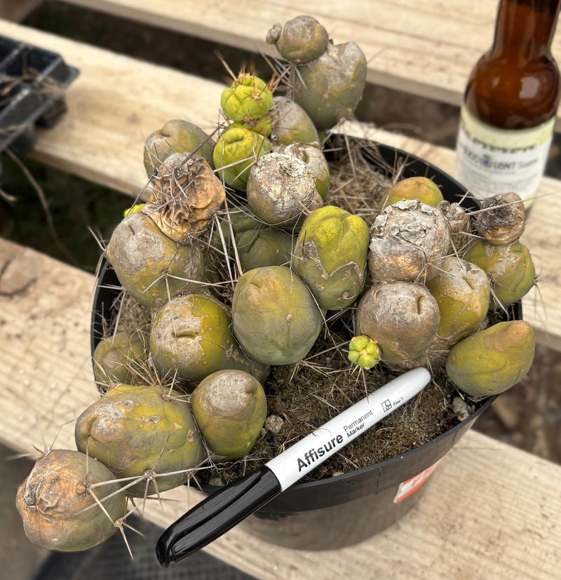 #EC39 EXACT Trichocereus Bridgesii Monstrose TBM Cactus 30+ segments