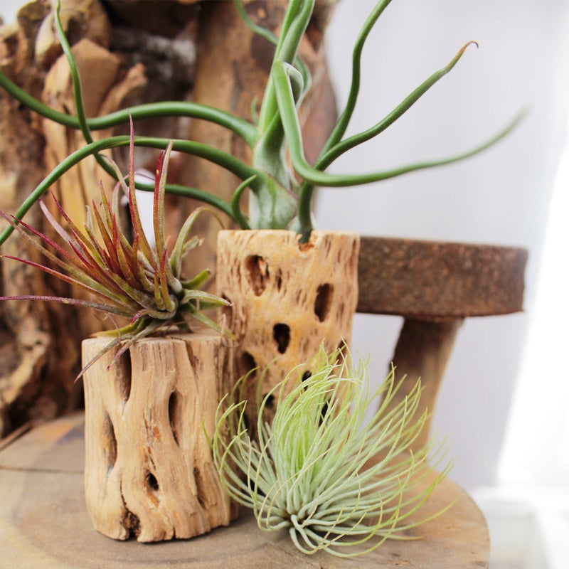 Tillandsia Ionantha Fuego