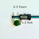 Marimo Moss Balls For Aquarium 5PCS Multiple Size Moss Ball Aqua Plant Pet Bulk Sale - Kokedama Japanese Algae Ball Wholesale