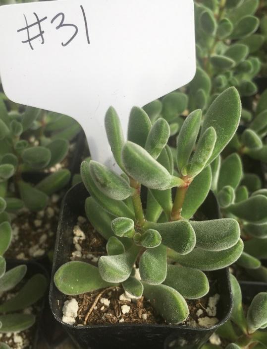 #31 Crassula Congesta