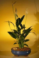 Bonsai Boy's Flowering Peace Lily Bonsai Tree spathiphyllum by GreenHaven Gardens