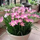 (12) Pink Rain Lily Flower Plants - Zephyranthes Grandiflora Outdoor Flower Bulbs | Beautiful Rain Lily by GreenHaven Gardens