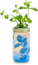 Modern Sprout Mason Garden Jar - Self-Watering Hydroponics Growing System Kit with Organic Herb Seeds - Jar Planter for Indoor Herb Garden - Seed Starter Kit - Home Decor & Gifting - Mint by GreenHaven Gardens