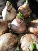 Mixed Daffodils (25 Bulbs) - Assorted Colors Daffodil Narcissus Bulbs by Willard & May by GreenHaven Gardens