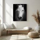 Large Wall Art White Horse Canvas Print