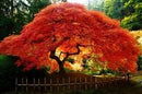 Crimson Queen Weeping LACE Leaf Japanese Maple - Acer palmatum dissectum 'Crimson Queen' 2 - Year Plant by GreenHaven Gardens