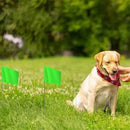 Zozen 50Pack Green Marking Flags, Writable/15x4x5 Inch, Yard Flags for Lawn & Irrigation & Landscape & Sprinkler & Survey & Dog Training. by GreenHaven Gardens