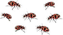 Insect Lore Live Ladybug Growing Kit | Ladybug Land Habitat | 10-15 Live Pink Spotted Ladybug Larvae Included by GreenHaven Gardens