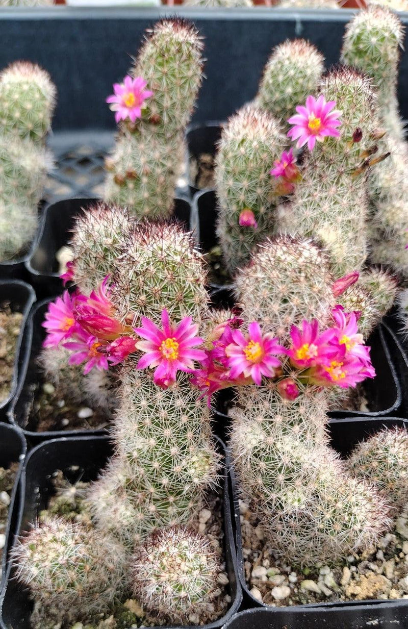 #32c Mammilaria