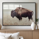 Bison in Field Wall Art Canvas Print For Farmhouse Barn