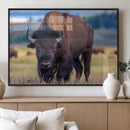 Bison Photography Wall Art Canvas Print – Framed Rustic by MyGreatCanvas | Canvas Wall Art Prints | Photo Prints & Wall Decor