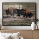 Bison Wall Art Canvas Print – Framed Western Wildlife Art by MyGreatCanvas | Canvas Wall Art Prints | Photo Prints & Wall Decor