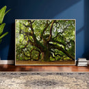 Angel Oak Tree Wall Art Canvas Print | Forest Tree Nature by MyGreatCanvas | Canvas Wall Art Prints | Photo Prints & Wall Decor