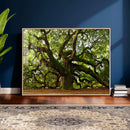 Angel Oak Tree Wall Art Canvas Print | Forest Tree Nature