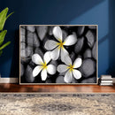 Plumeria Frangipani Black Stone Canvas | White Flower Spa by MyGreatCanvas | Canvas Wall Art Prints | Photo Prints & Wall Decor