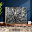 Majestic Angel Oak Tree Black and White Canvas Print – Multi