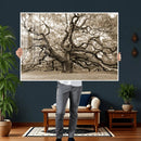 Sepia Framed Angel Oak Tree Wall Art - 3-Panel Canvas