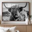 Black and White Scottish Cow Canvas Wall Art Highland Cattle