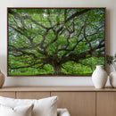 Angel Oak Tree Wall Art Canvas Print – Framed Majestic