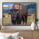 Bison Photography Wall Art Canvas Print – Framed Rustic by MyGreatCanvas | Canvas Wall Art Prints | Photo Prints & Wall Decor