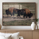 Bison Wall Art Canvas Print – Framed Western Wildlife Art by MyGreatCanvas | Canvas Wall Art Prints | Photo Prints & Wall Decor