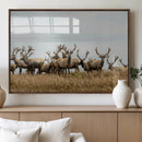 Elk Herd Wall Art Canvas Print – Framed Wildlife Photography