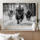 Buffalo Wall Art Canvas Print, Bison Family Wall Art Canvas by MyGreatCanvas | Canvas Wall Art Prints | Photo Prints & Wall Decor