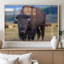 Bison Photography Wall Art Canvas Print – Framed Rustic by MyGreatCanvas | Canvas Wall Art Prints | Photo Prints & Wall Decor