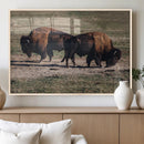 Bison Wall Art Canvas Print – Framed Western Wildlife Modern