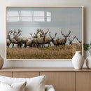 Elk Herd Wall Art Canvas Print – Framed Wildlife Photography